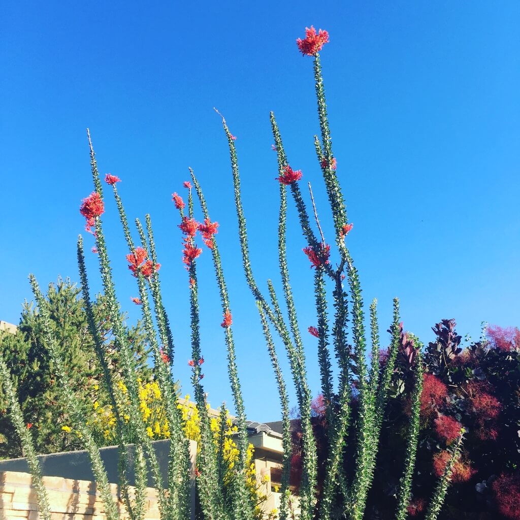 High Desert Homes for Sale Real Estate in Albuquerque